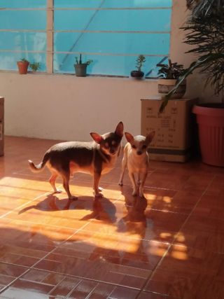 Guarderías En Valle De Chalco